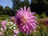 2009 Flora 077.JPG